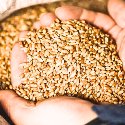 Wheat wholesaler in india