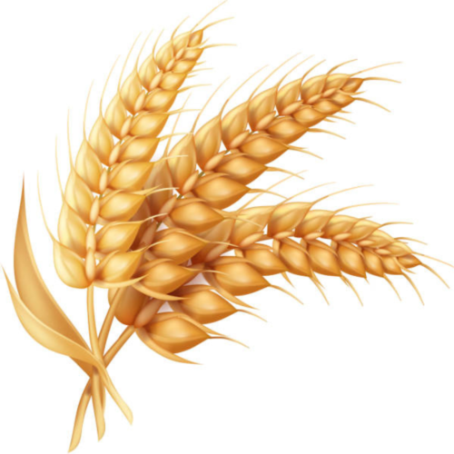 Wheat supplier in india